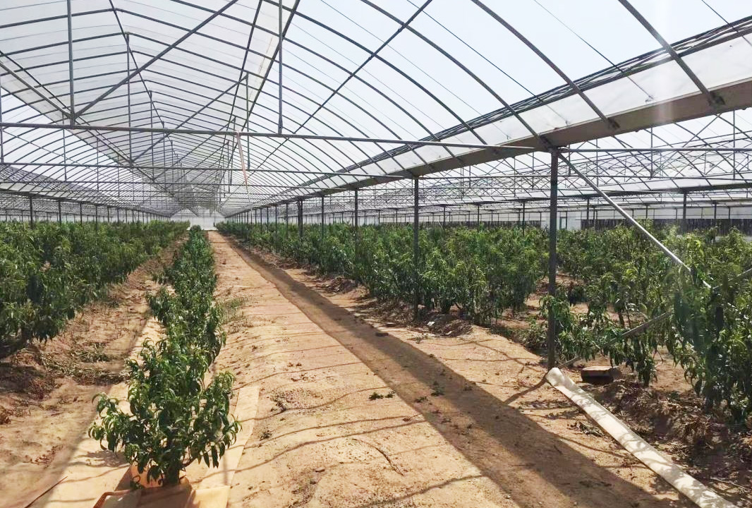 Brazilian-customer-multi-span-film-greenhouse