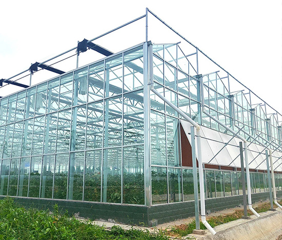 Invernadero de plantas de jardín